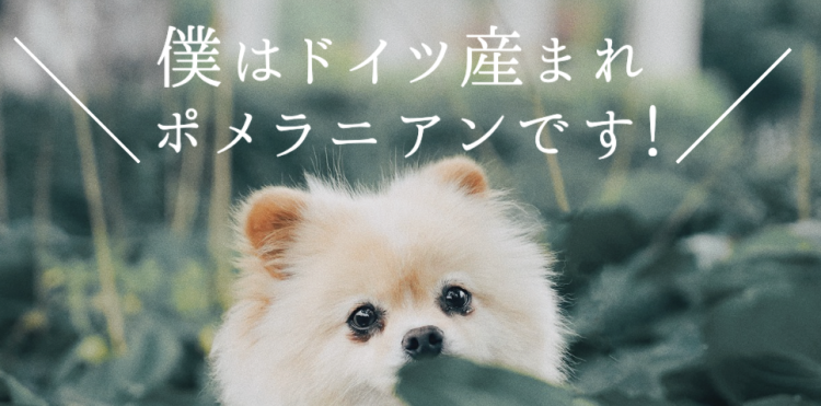 フッサフッサのポメちゃん！